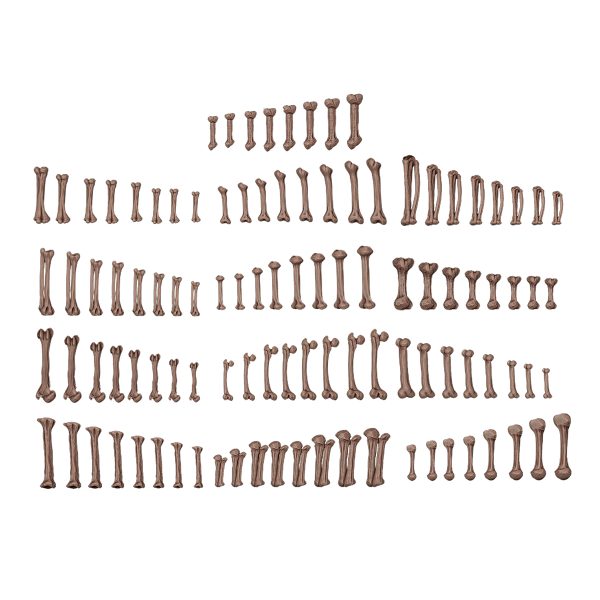 AK Interactive - Basing bits - Human bones