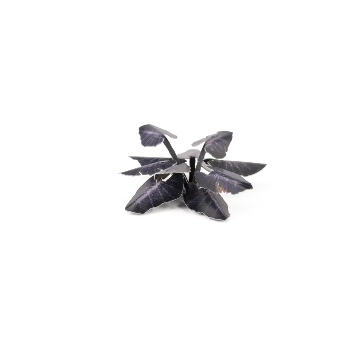 Black Magic Taro